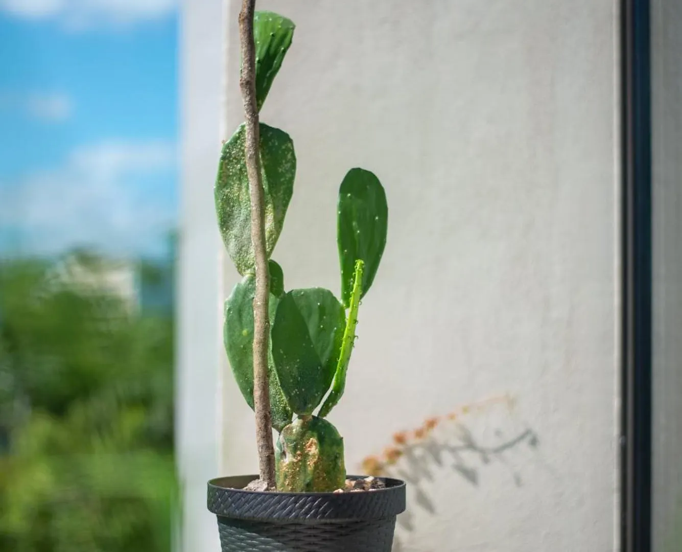 A Sweet Jungle Suite In Aldea Zama Tulum Apartment